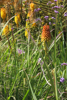 Tritomas (Kniphofia)