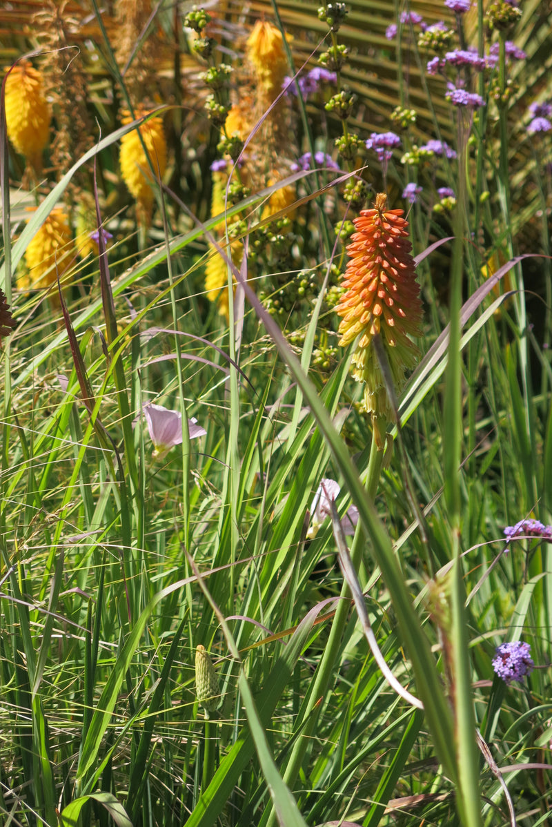 Tritomas (Kniphofia)