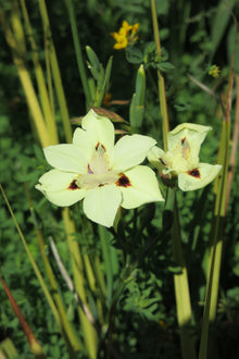 Dietes Bicolor