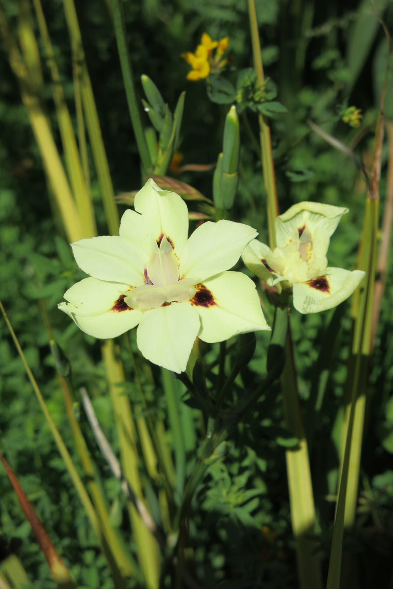 Dietes Bicolor