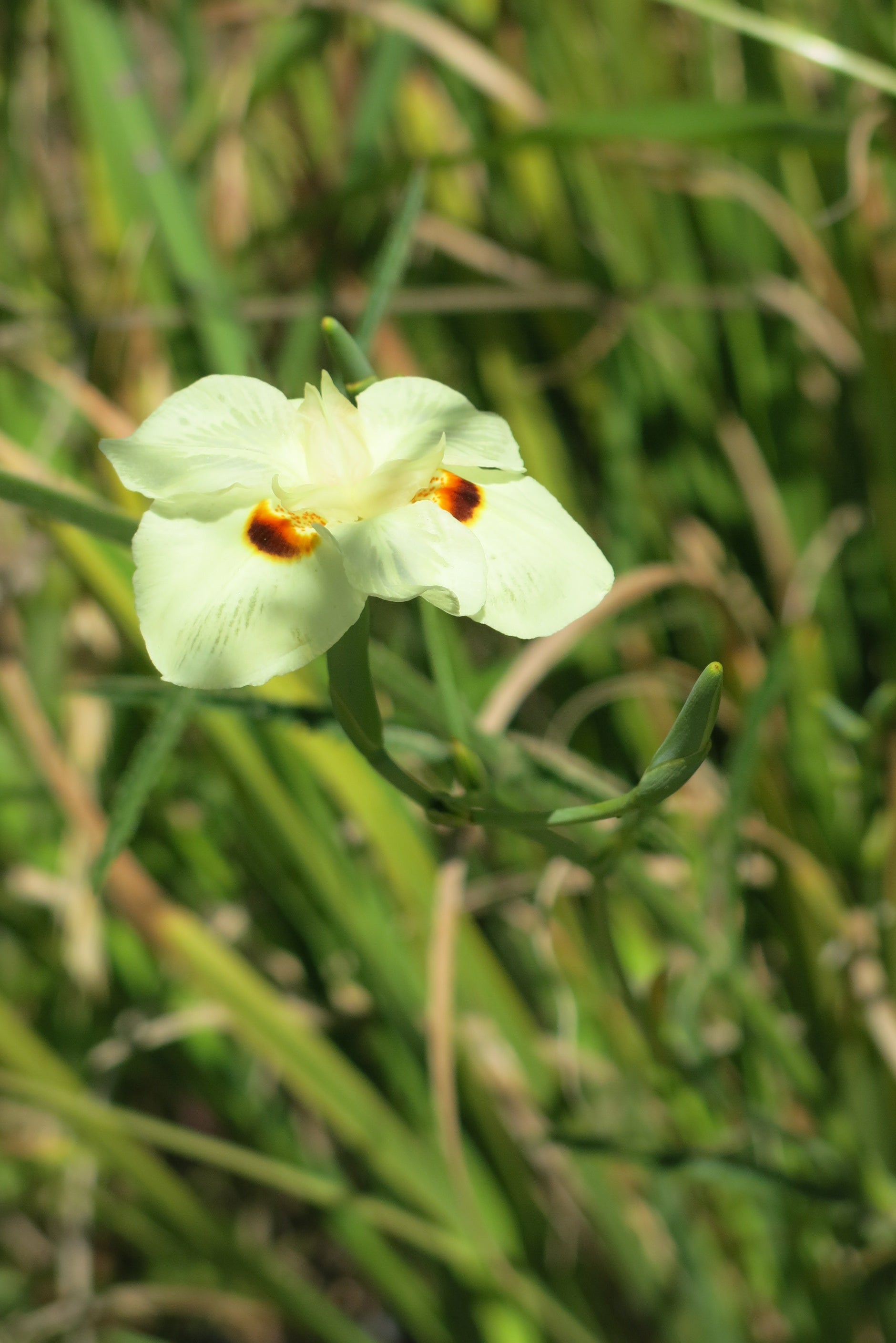 Dietes Bicolor