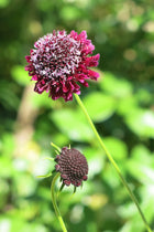 Scabiosa Atropurpurea