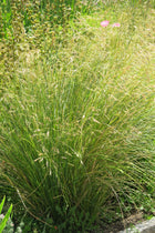 Stipa Caudata