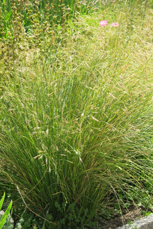 Stipa Caudata