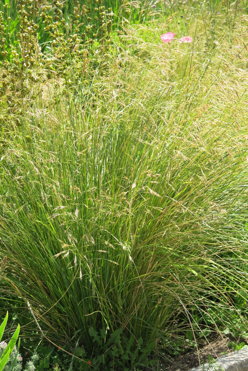Stipa Caudata