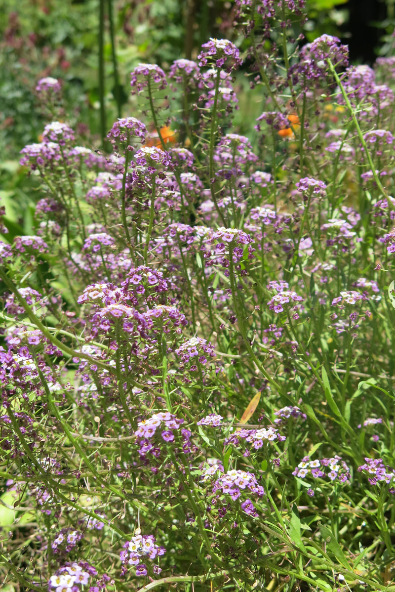 Alyssum