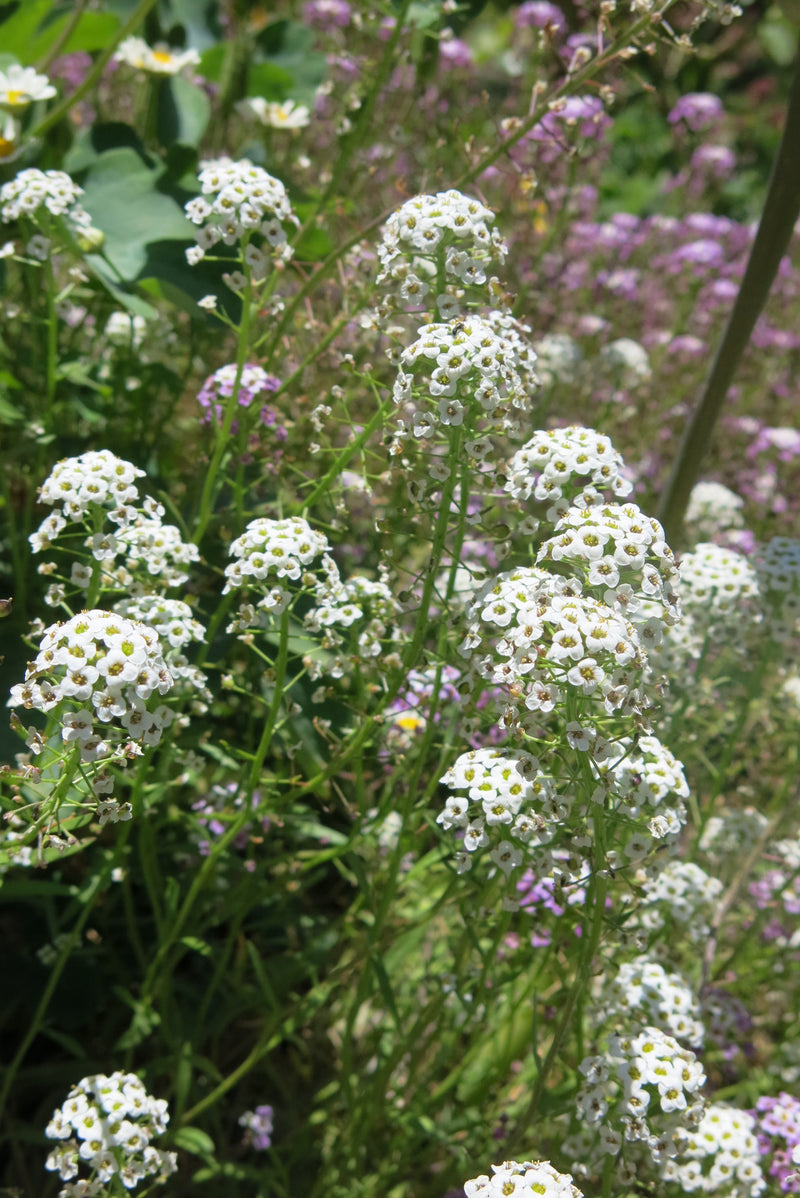 Alyssum