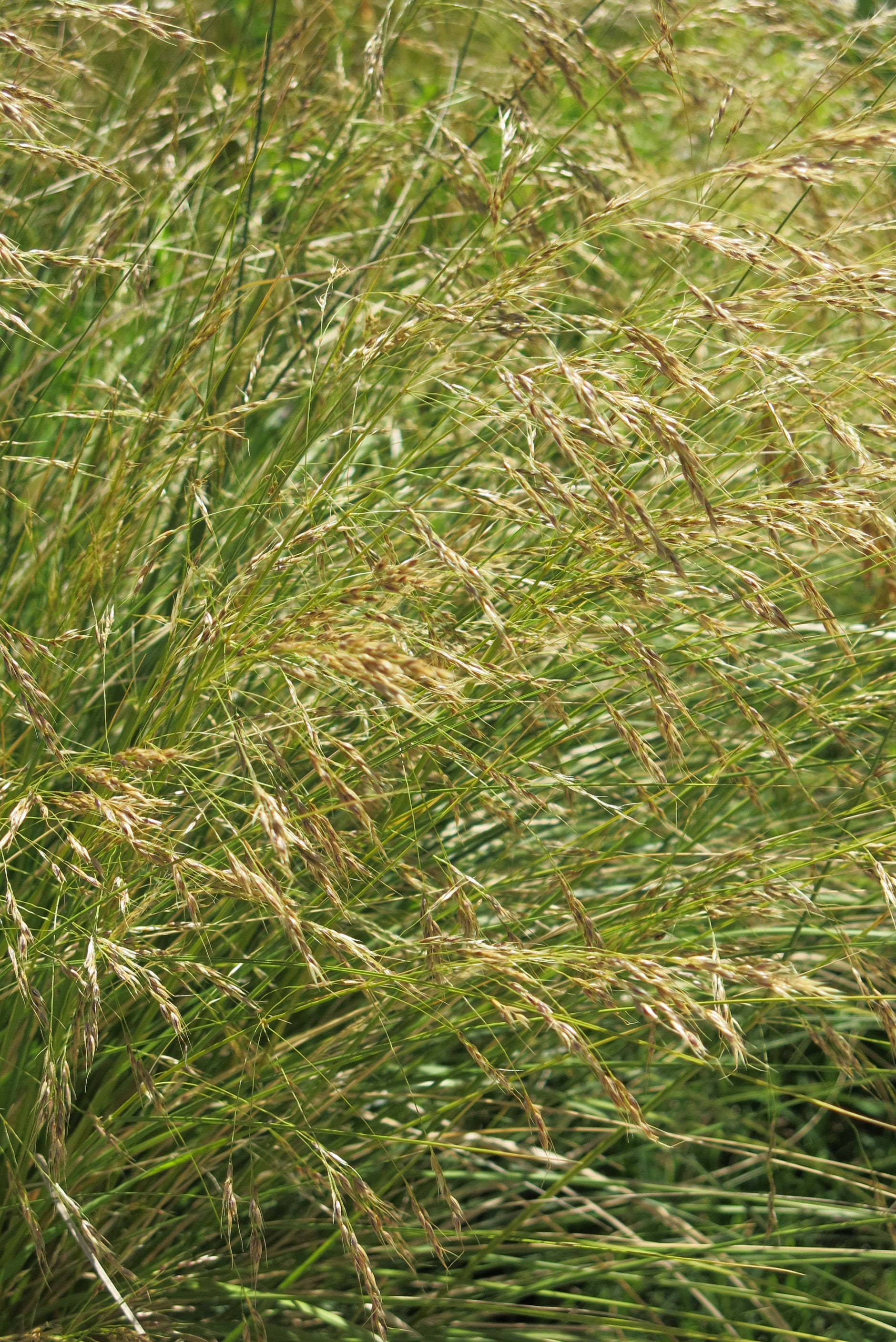 Stipa Caudata