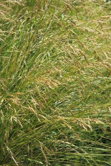 Stipa Caudata
