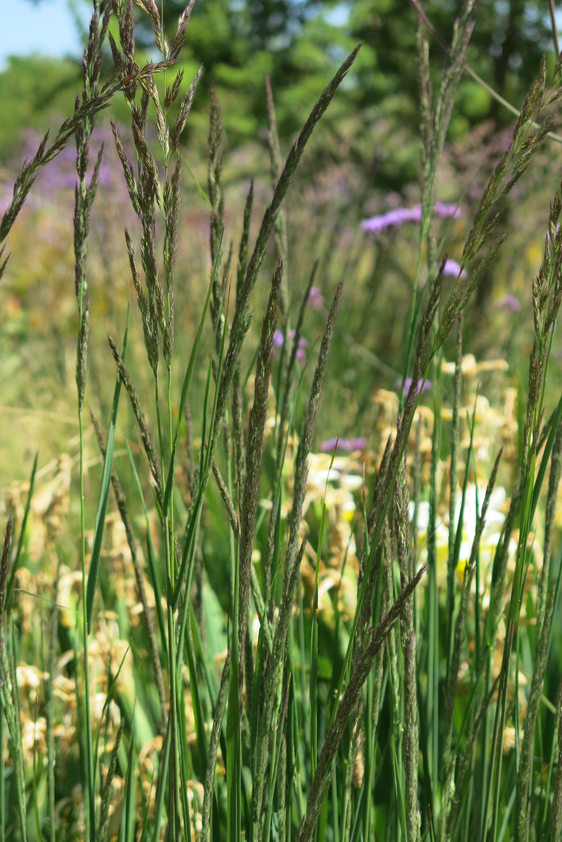 Calamagrostis Karl Foerster