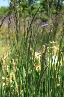 Calamagrostis Karl Foerster