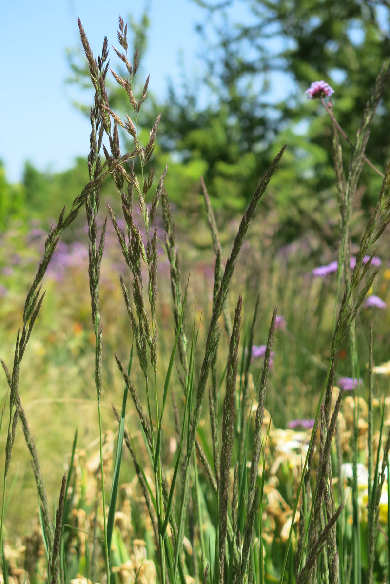 Calamagrostis Karl Foerster