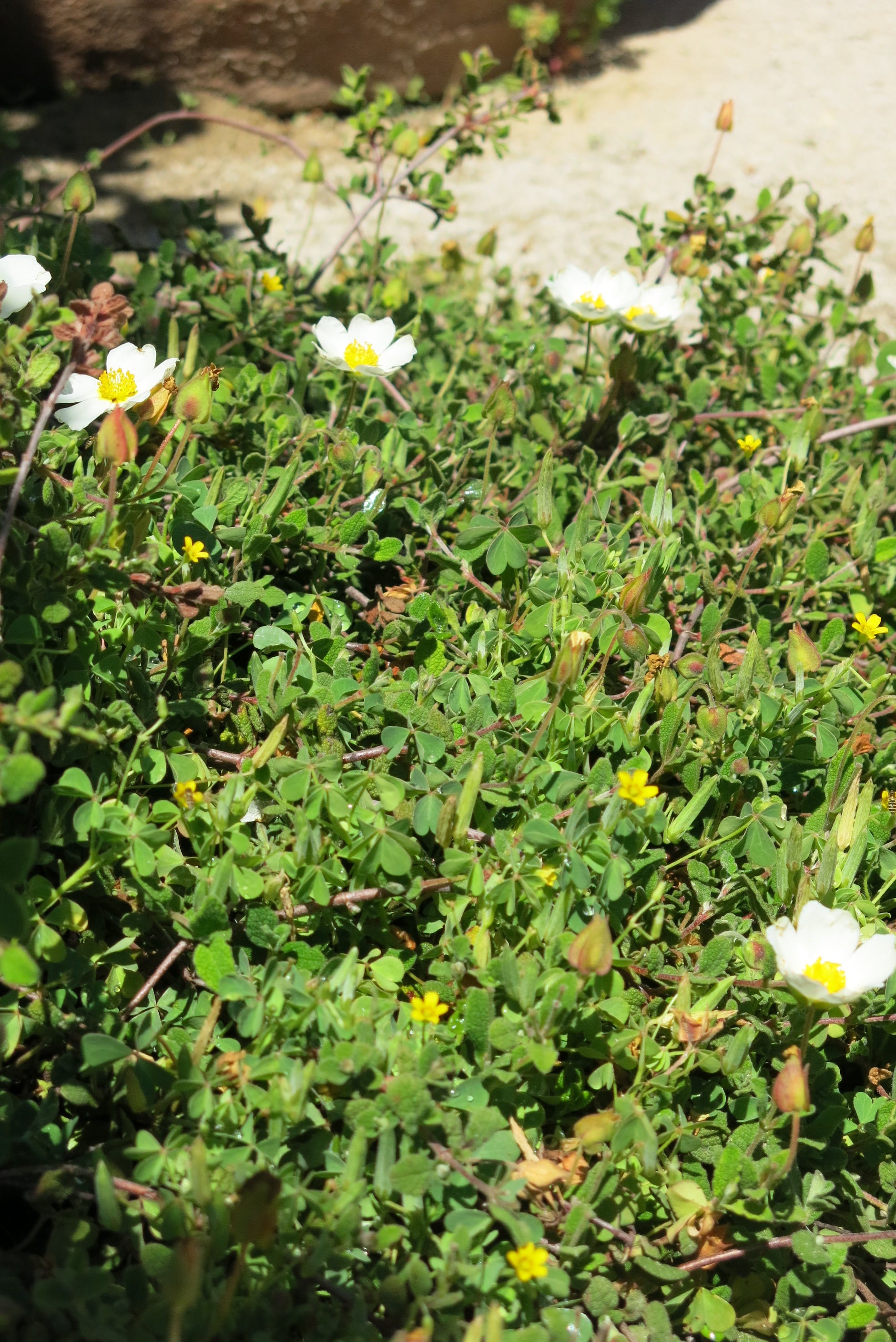 Cistus Rastrero