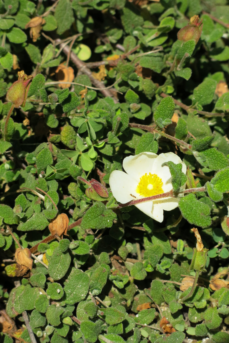 Cistus Rastrero