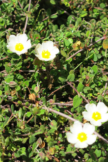 Cistus Rastrero
