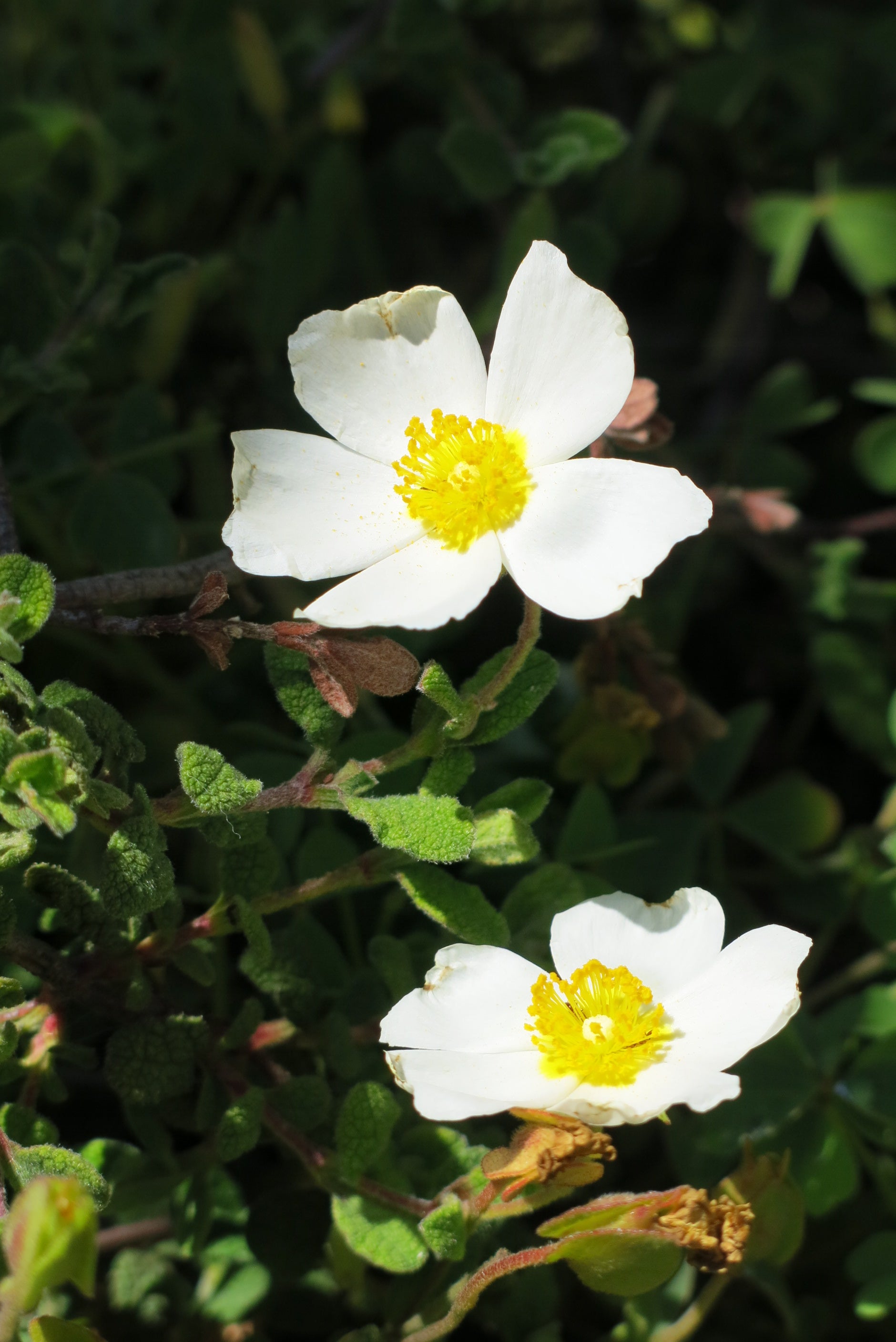 Cistus Rastrero