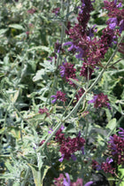 Salvia Canariensis