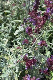 Salvia Canariensis