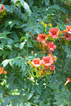 Campis Grandiflora - Bignonia Trompeta