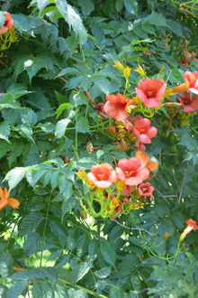 Campis Grandiflora - Bignonia Trompeta