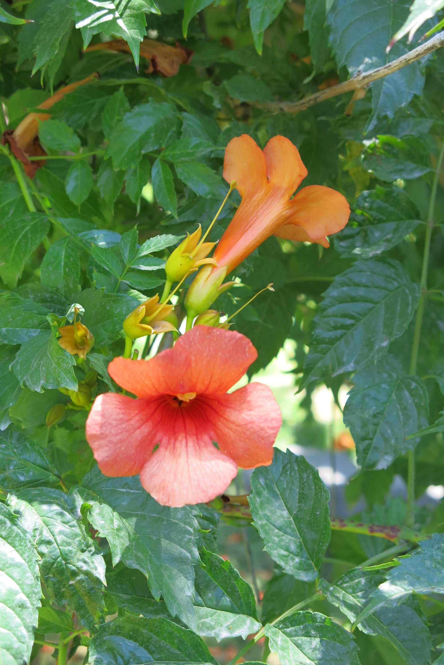 Campis Grandiflora - Bignonia Trompeta