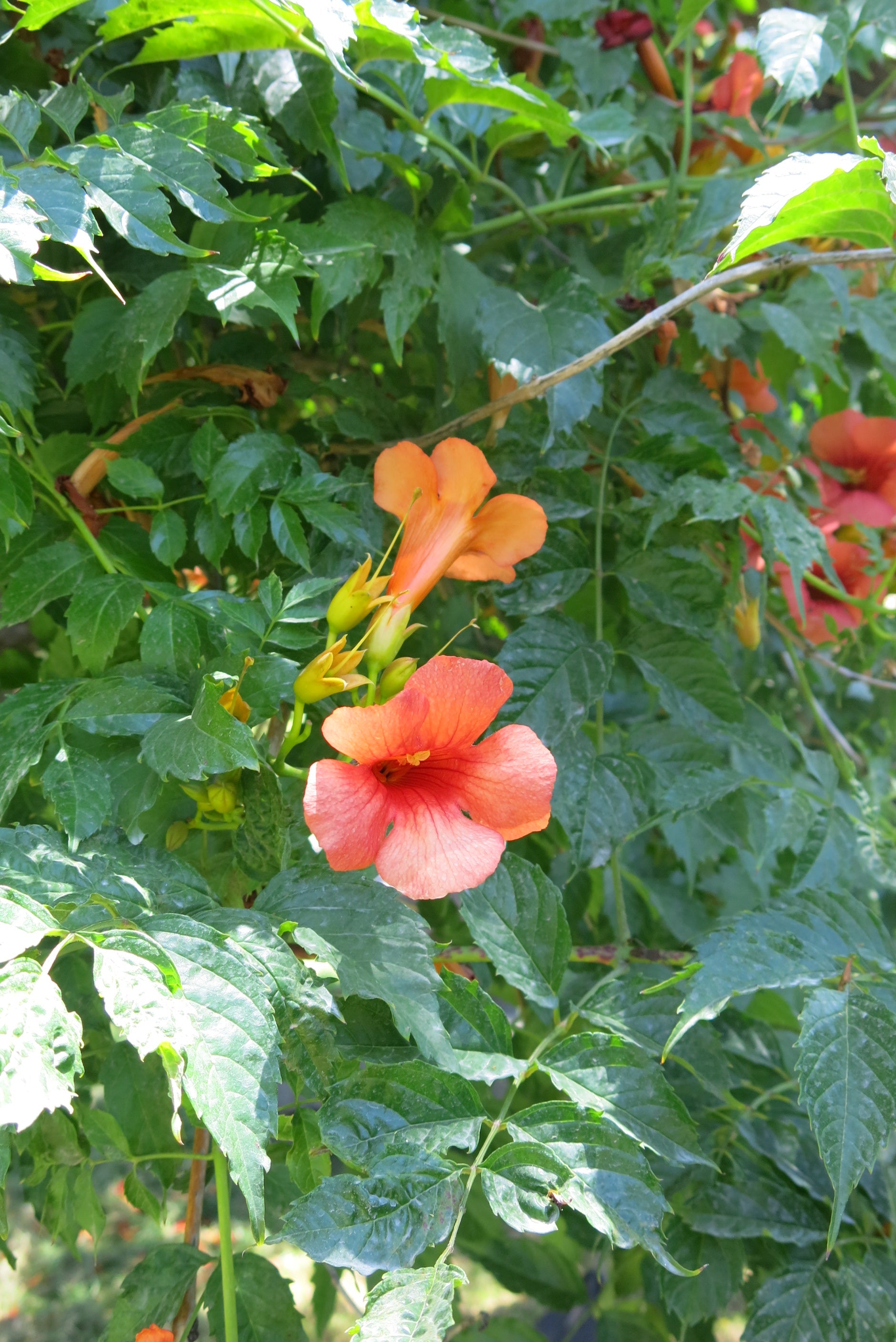 Campis Grandiflora - Bignonia Trompeta