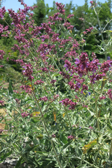 Salvia Canariensis