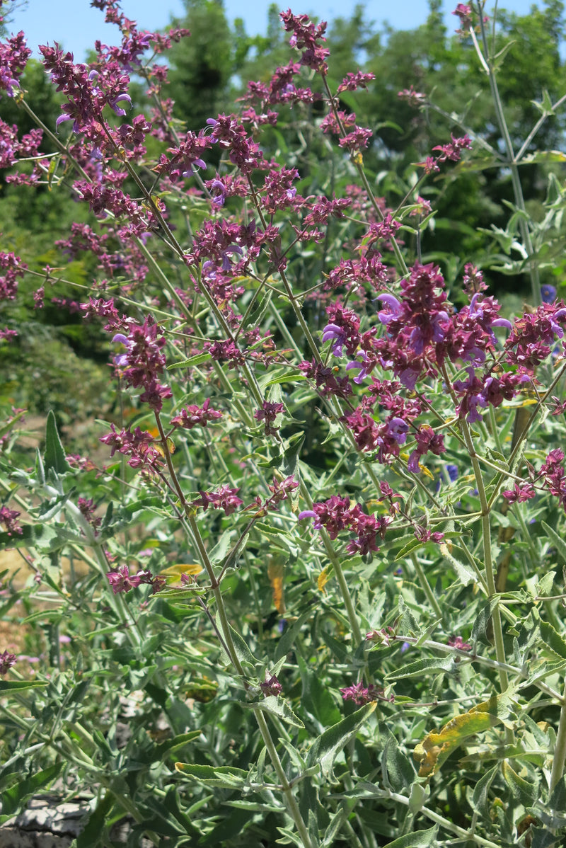 Salvia Canariensis