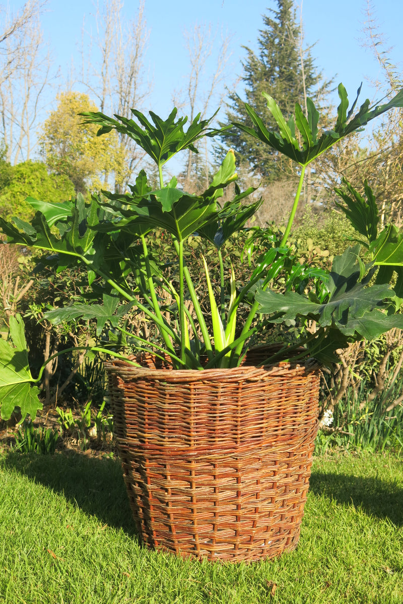 Canasto Nápoles Cáscara