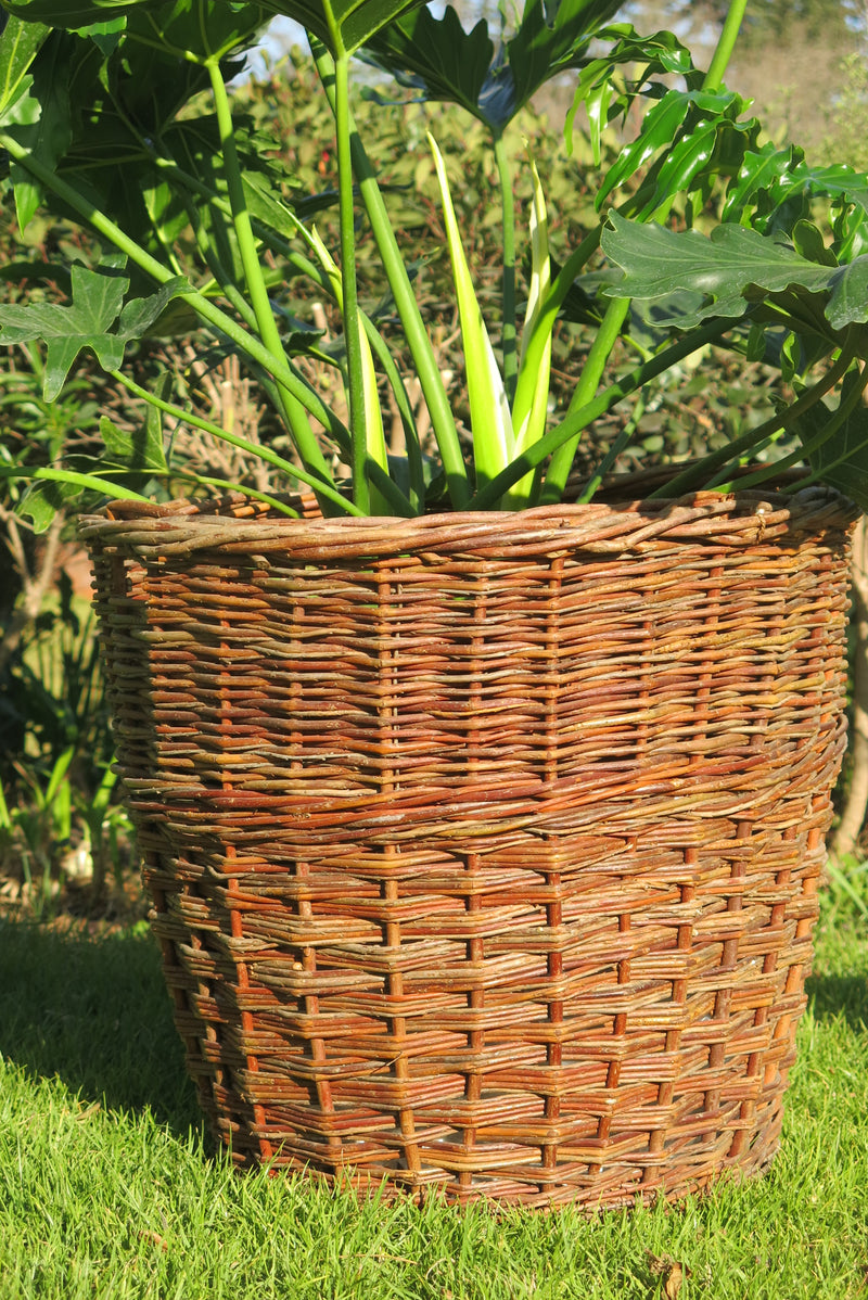 Canasto Nápoles Cáscara