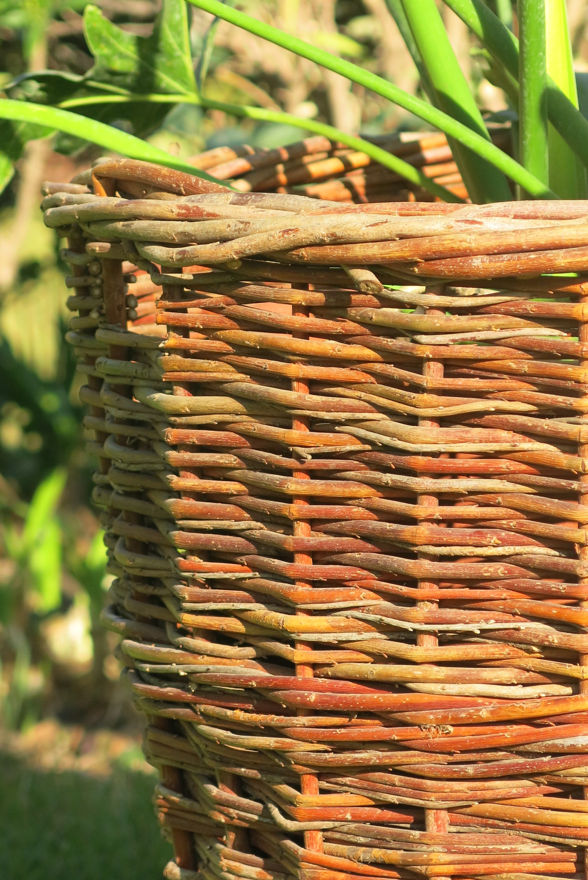 Canasto Nápoles Cáscara