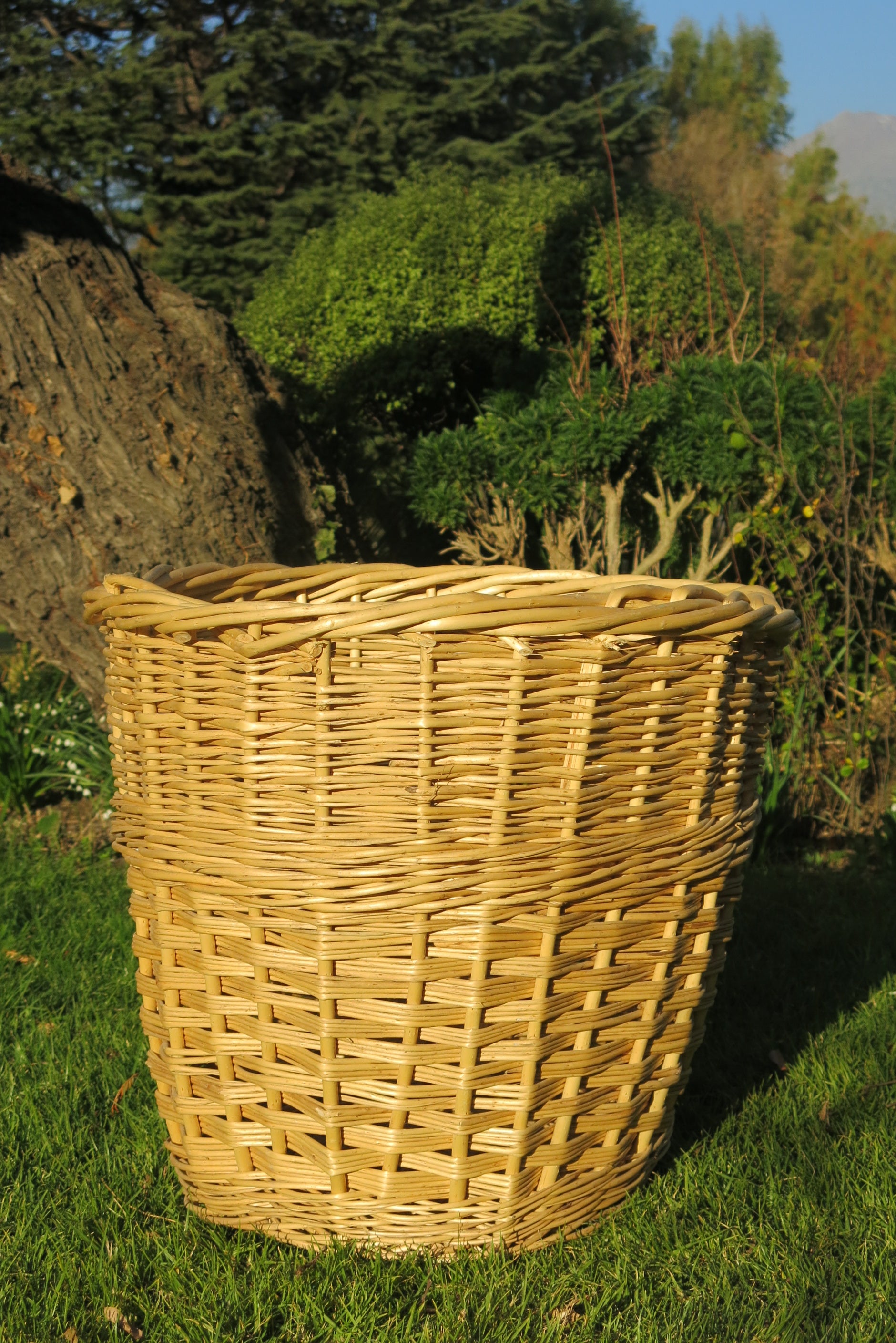 Canasto Nápoles Crudo