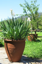 Macetero XL Jacinta