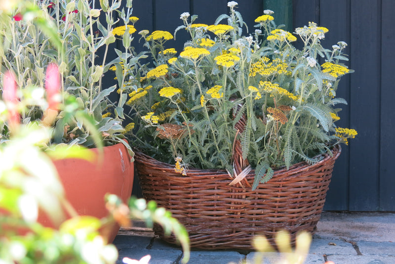 Canasto Cosecha de Flores