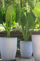 Manto de Eva o Alocasia