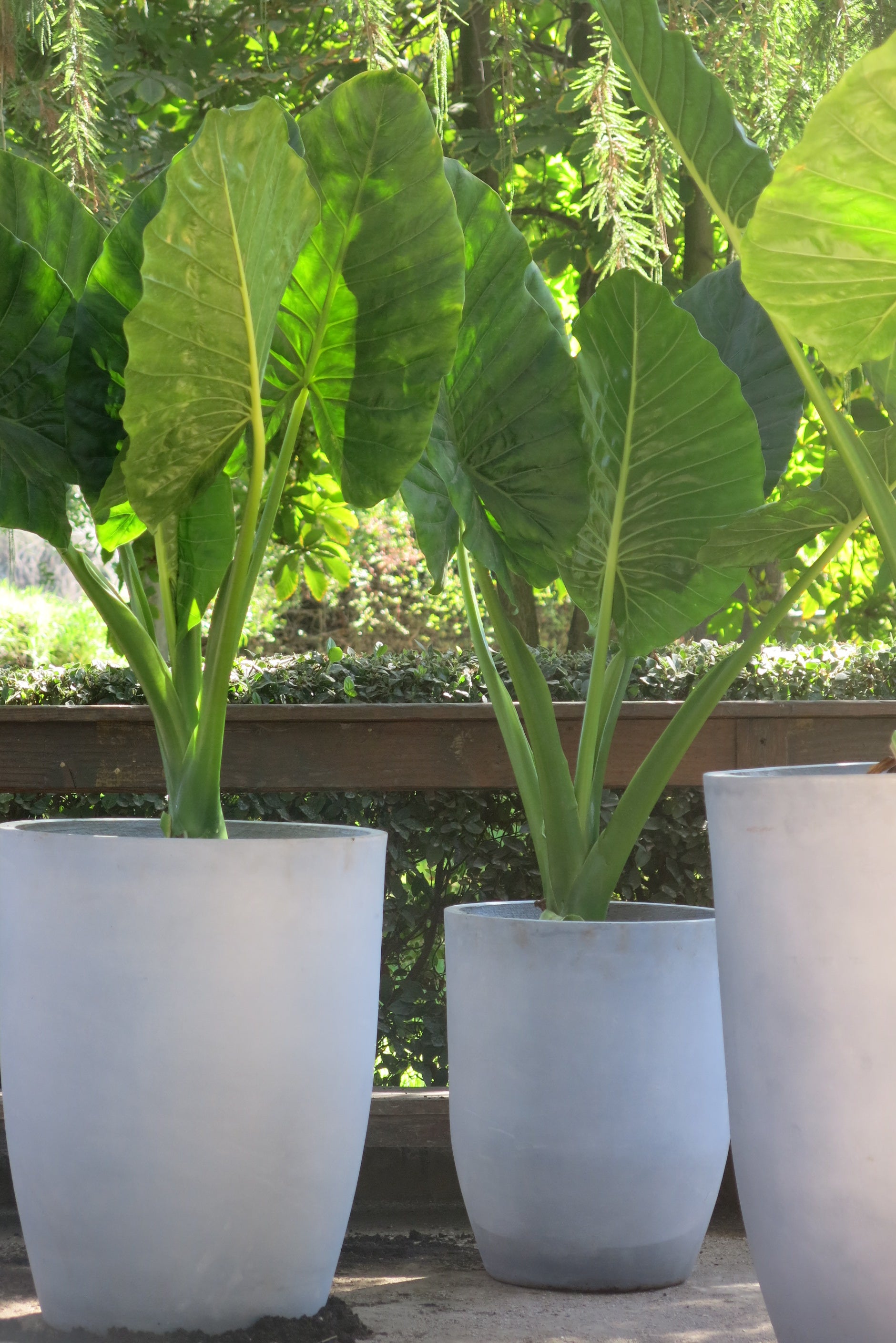 Manto de Eva o Alocasia