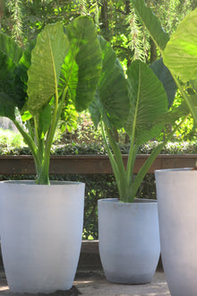 Manto de Eva o Alocasia