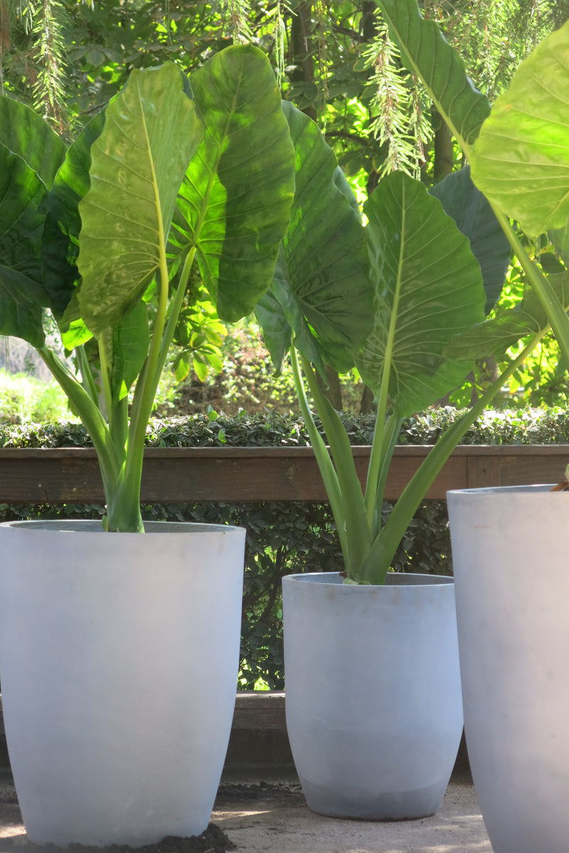 Manto de Eva o Alocasia