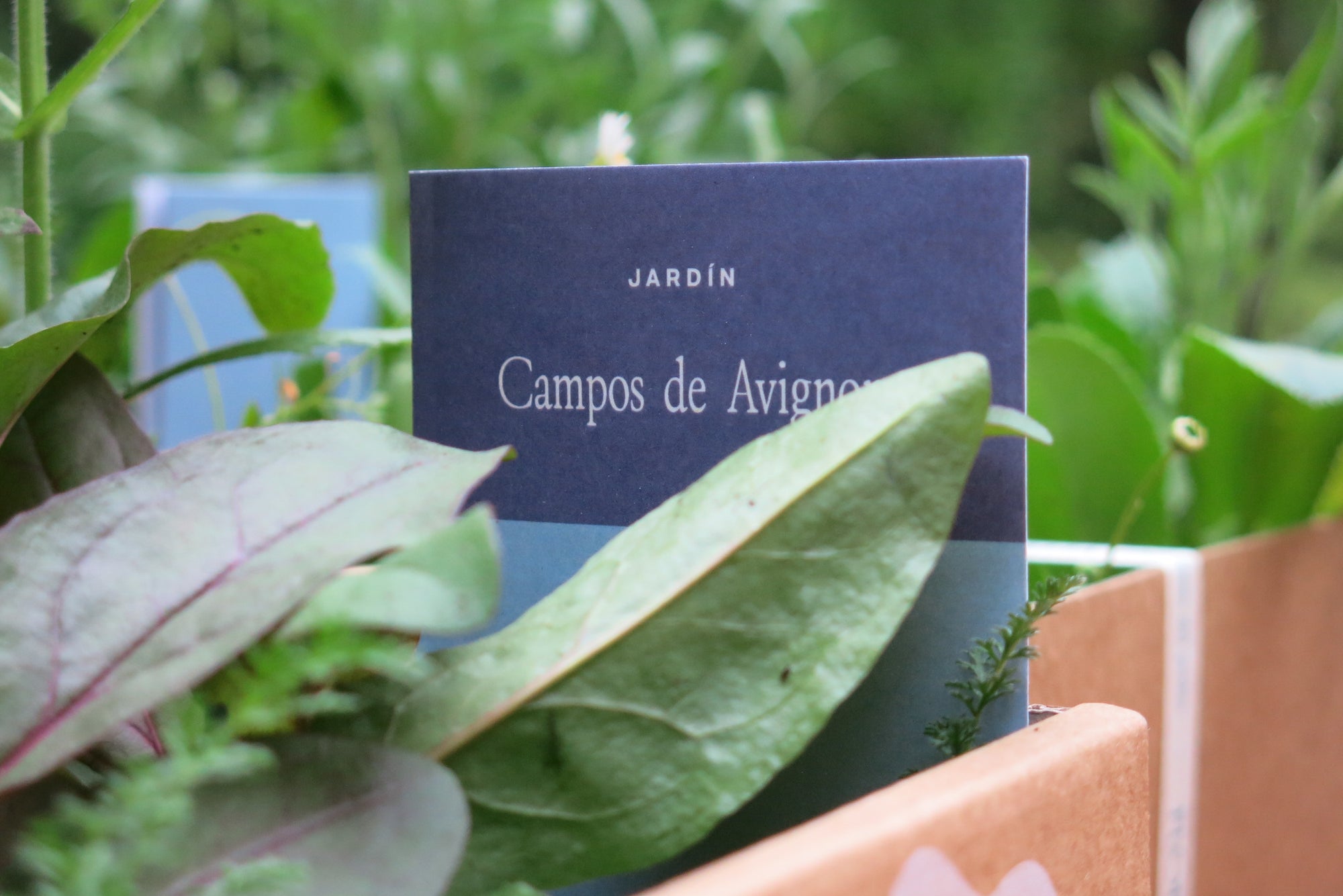 Campos de Avignon