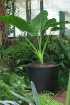 Manto de Eva o Alocasia