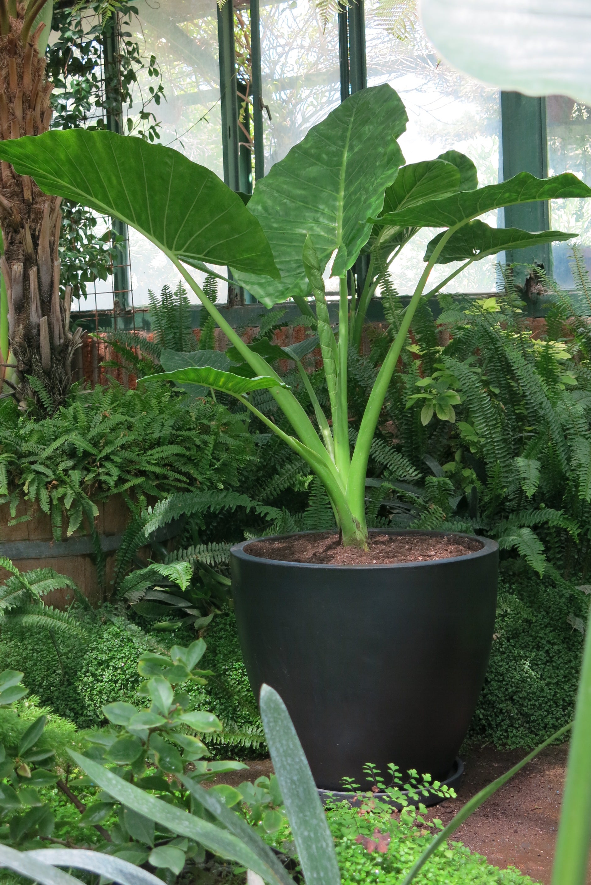 Manto de Eva o Alocasia