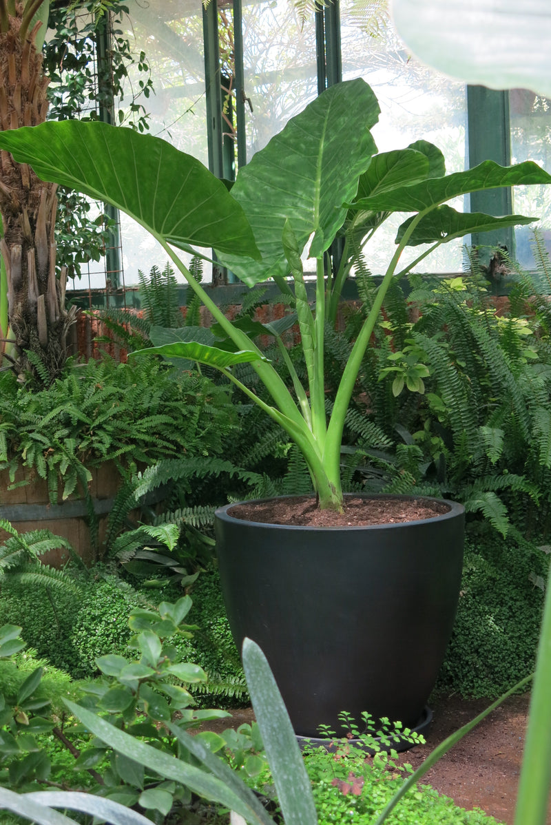 Manto de Eva o Alocasia