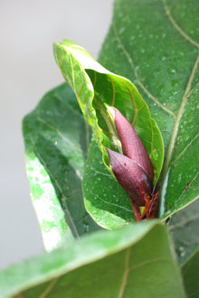 Ficus Lyrata