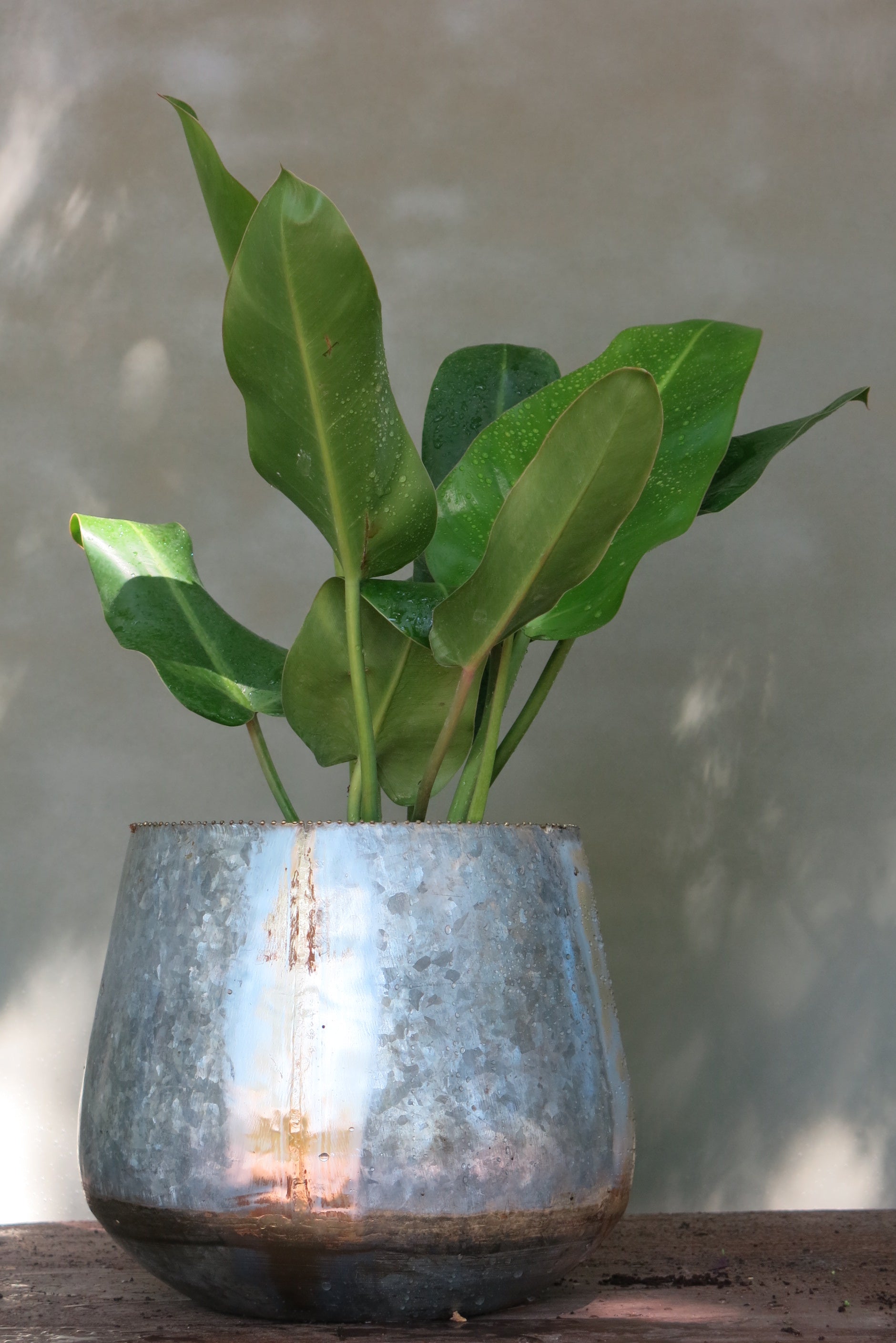 Philodendro Longuifolio