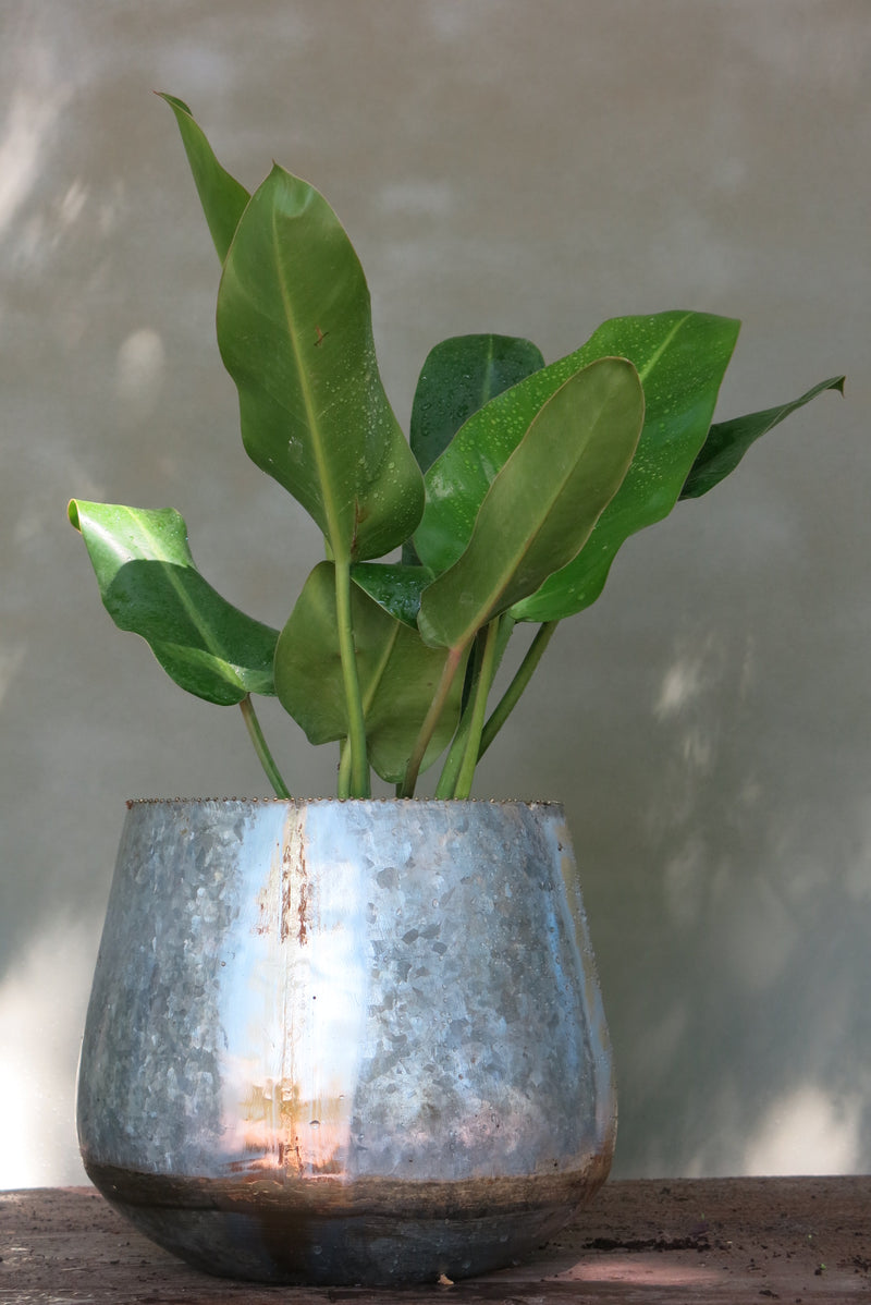 Philodendro Longuifolio