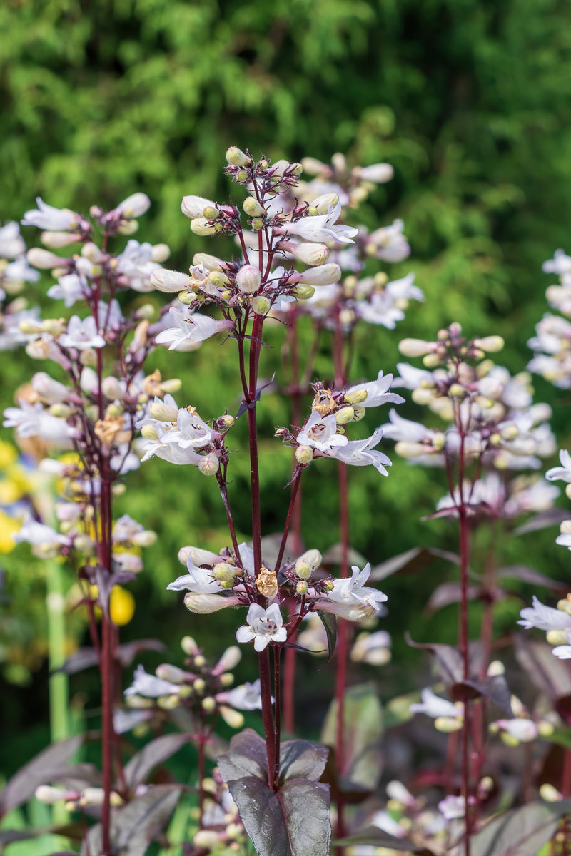 Penstemon Digitalis