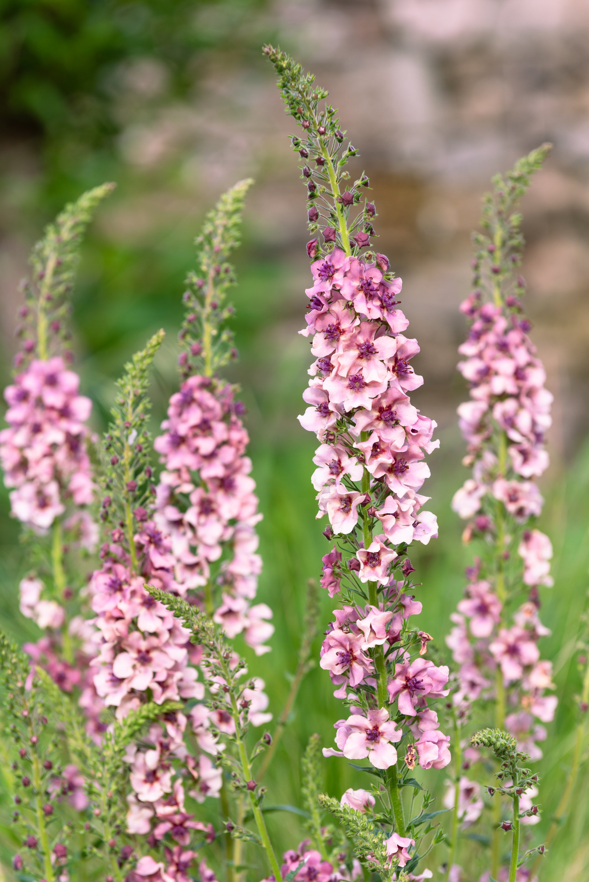 Verbascum Phoeniceum Rosado