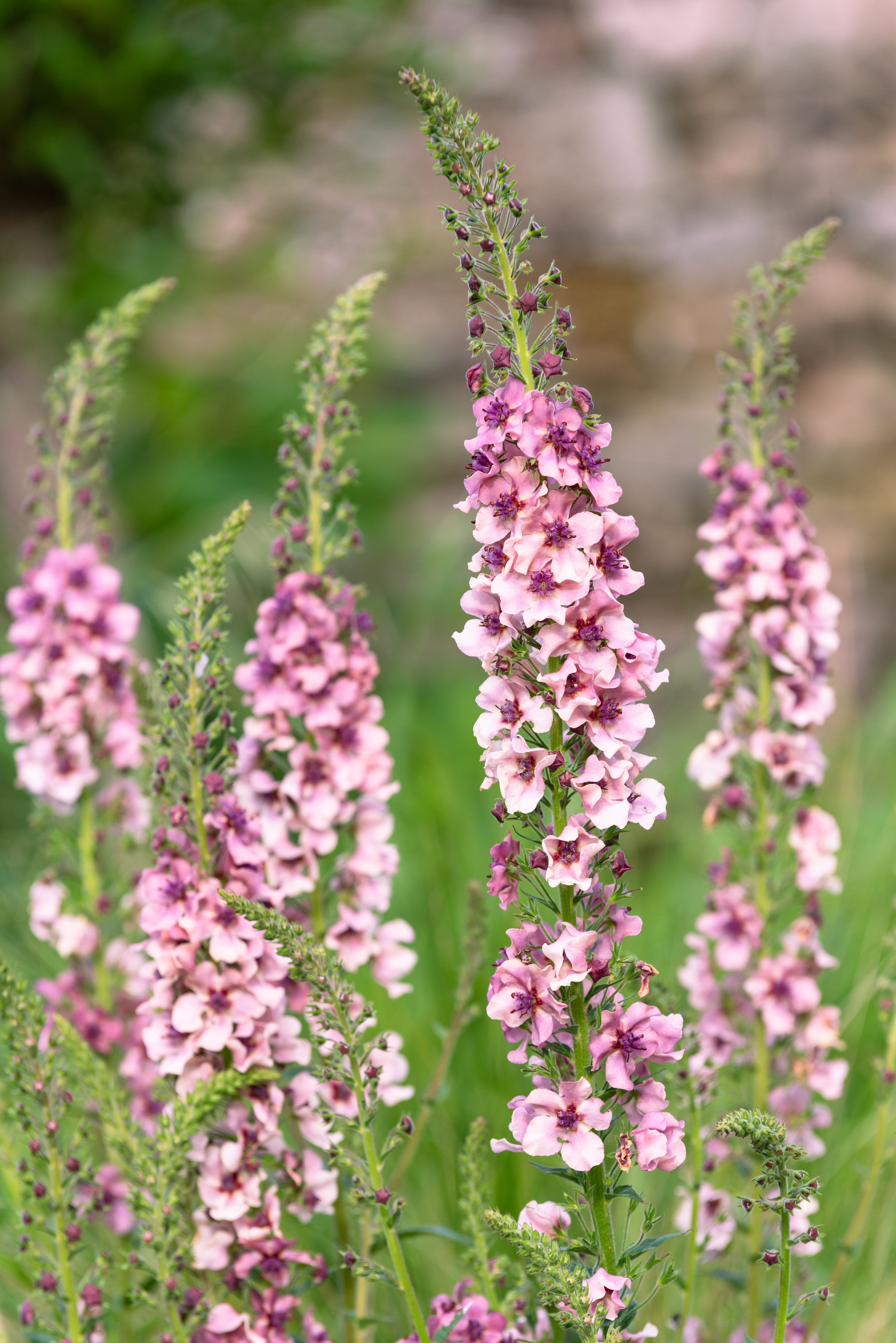 Verbascum Phoeniceum Rosado