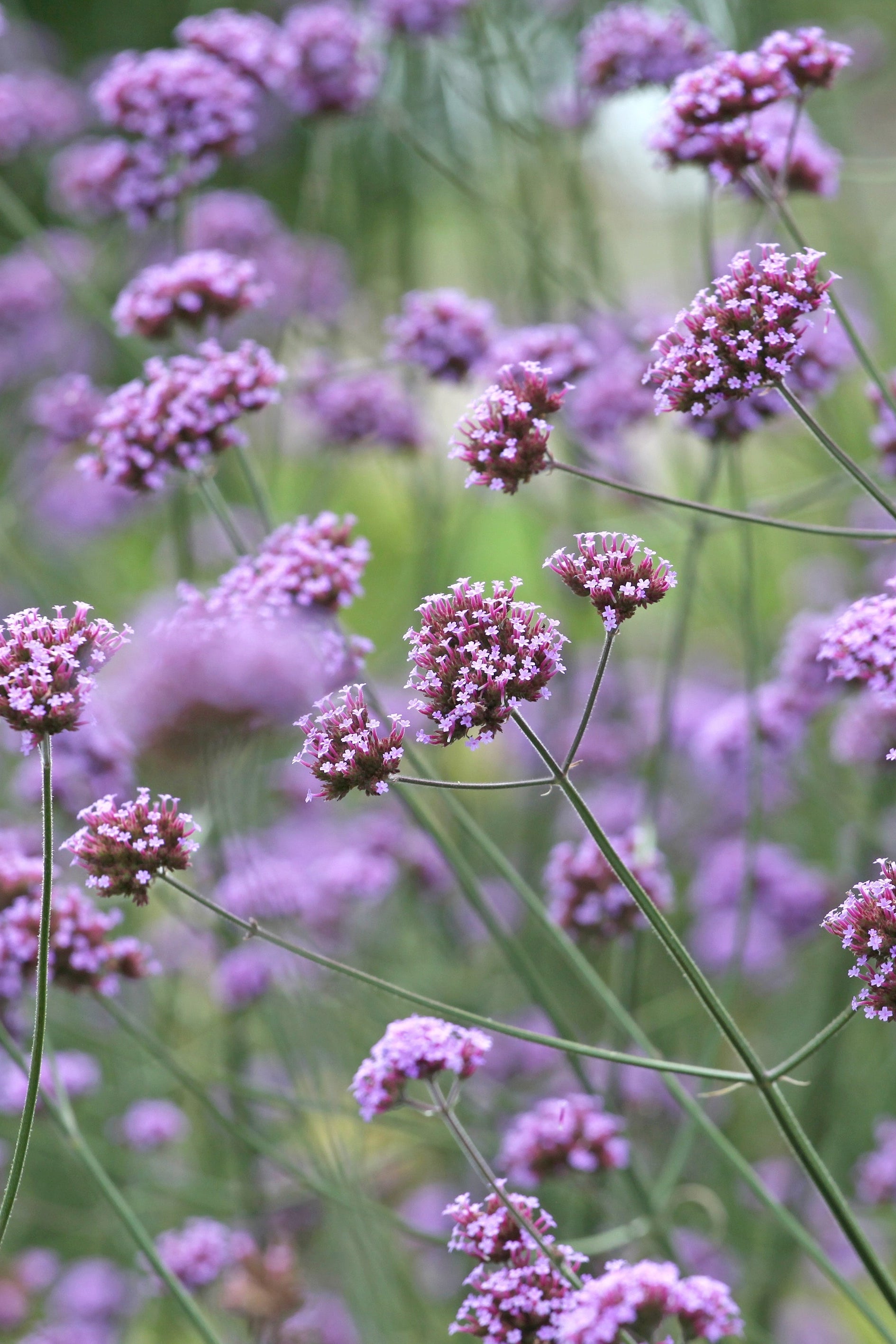 Verbena Bonariensis