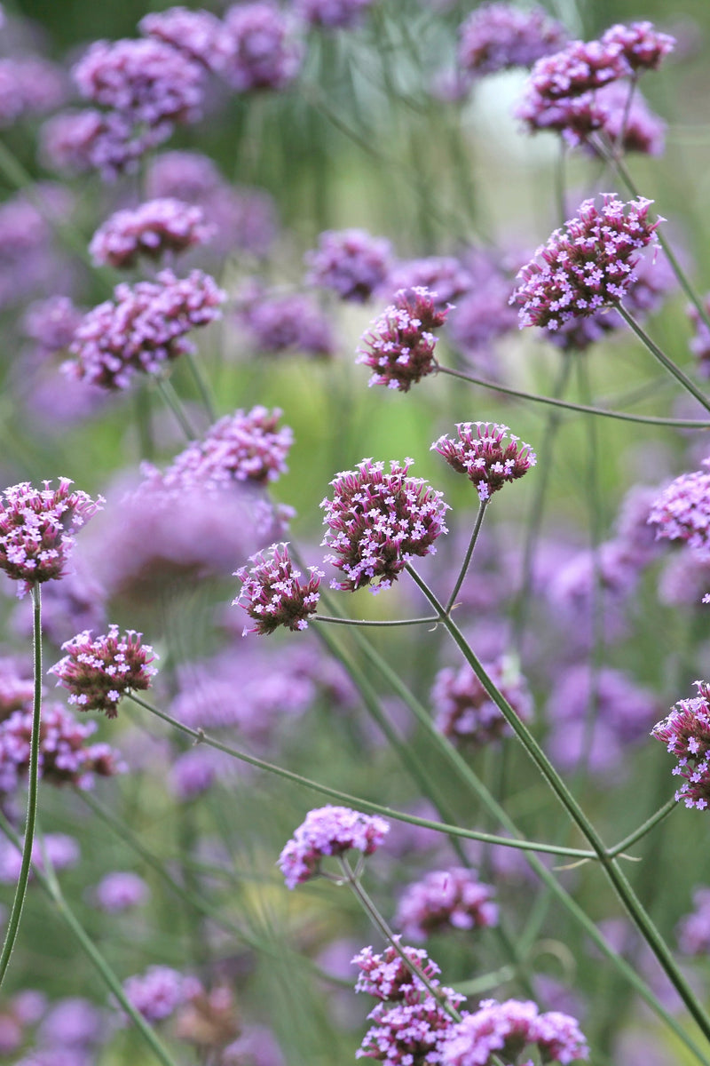 Verbena Bonariensis